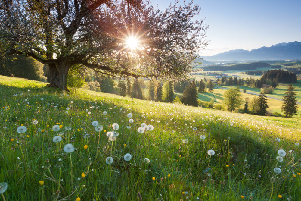 Sommer-Wiese in Bayern bei Sonnenschein