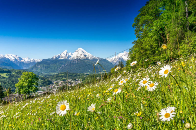 Gänseblümchen auf einer Wiese mit Alpenpanorama im Hintergrund